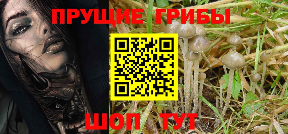 Галлюциногенные грибы Cubensis Шали