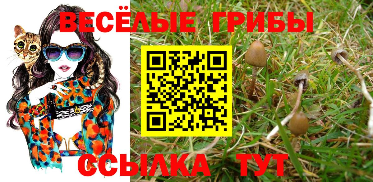 Галлюциногенные грибы Cubensis Шали